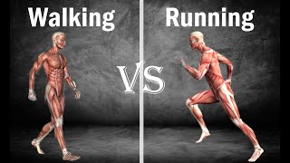 Running Vs Walking: Life span, muscle growth, no injury