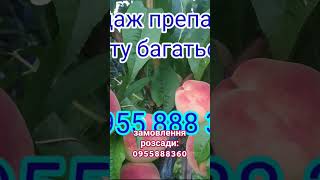 Частина 2. Розвиток абрикоси від квітки до плоду.