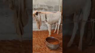 MashaAllah ❣️ Gulabi breeder #goatfarming #goatlovers #gulabigoats #beauty #subscribetomychannel