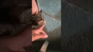 🐈My cat wanna eat my hand