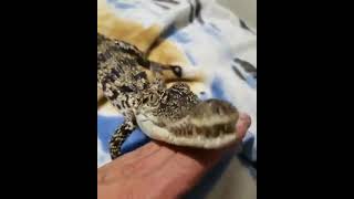 Cute Baby Crocodile Loves Getting Petted By His Friend