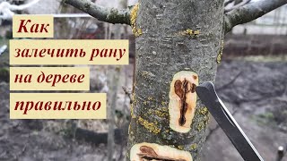 Треснула кора на дереве – что делать