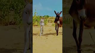 Donkeys happiest video ever #animals #funnyanimal #donkeyvillage #donkey #ytshortsvideo #ytshorts