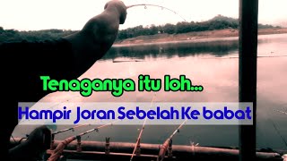 CACING VS LUMUT LEBIH GACOR ?.. MANCING CIRATA 2020