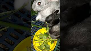 All About Rabbits || Day 22 Baby Rabbits update