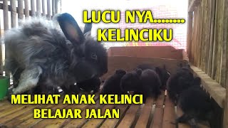 LUCUNYA MELIHAT ANAK KELINCI LAGI BELAJAR JALAN