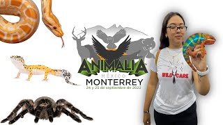 ANIMALIA MONTERREY 🦎🐍🕸🔥 | Entrevistas🎙| La magia de la GENÉTICA  en Retics, Balls y Geckos