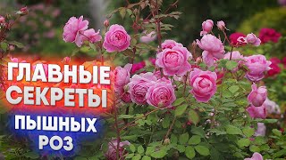 Главные секреты пышных роз