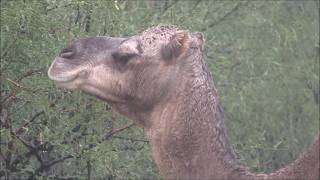 Hail Storm? Visiting the animals DRIVE-BY STYLE (My at home sarfari park!) - VLOG