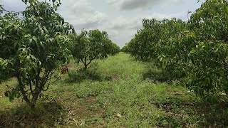 17 Acres agriculture land for sale (7338197726) 121 kms from Bangalore