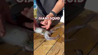 Why is the giant squid transparent 😮