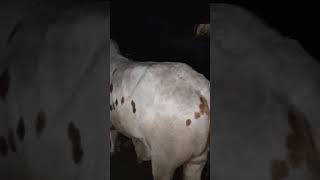 13 Lakh Ki Cow Jodi😱 Mandi Mini Vlog #shorts #qurbani