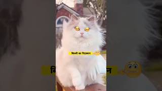 Funniest Cats videos 🐶🐱 cat                     Cat Meowing 😺😺 Cat Voice