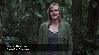 Amazon Rainforest Volunteer and Internship Programme in Peru