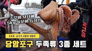 주꾸미낚시에 1.5kg 문어가 올라오네요! 갑오징어까지 두족류 3종 세트 완성!!