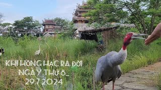 KHI HỒNG HẠC RA ĐỜI, ngày THỨ 8 _29.7.2024