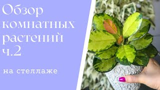 🍃Обзор комнатных растений на стеллаже 🍃Часть 2