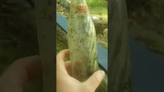 Found an old Pepsi bottle on my hill. any idea how old it is?