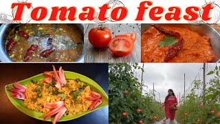 Harvesting tomato |tomato rice |tomato chutney |tomato rasam |tomato feast