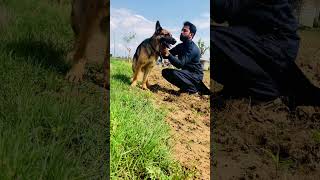 Friendly German Shepherd Cammy🔥 Massage 🔥 Subscribe