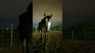 Boop #horse #equestrian #horsesport #winter #barrelracing