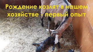 Рождение козлят в нашем хозяйстве - первый опыт