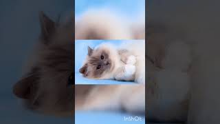 Cute Birman Cats😍😻