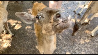 Getting My Hands On Some Animals In Gatlinburg (VLOG 7)