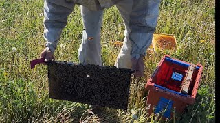 Laying worker (fixing a laying worker bee)