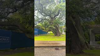 tree at Fort Monroe #shorts