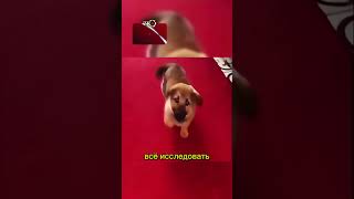 Этот щенок растопит ваще сердце 🥰 #добро #животные #факты