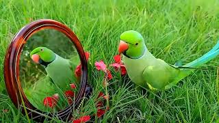 Funny Talking Parrot Video #talkingparrot