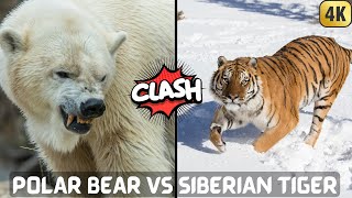 POLAR BEAR VS SIBERIAN TIGER - Who would win a fight?