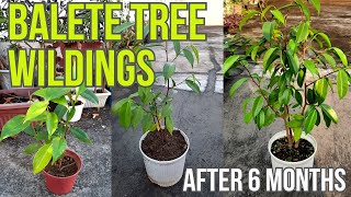 Balete Tree Wildling After 6 Months Philippine Native Trees