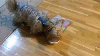 Yorkshire Terrier Sevimli Köpek Poki, Boş Yemek Tabağını Niçin Yalıyor?