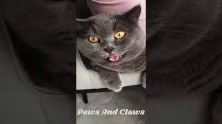 #funny cats vide 😂 | Funny Animals