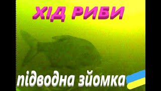 # Хід риби # Підводна зйомка #РибачуЯкУмію