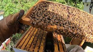 Saskatraz hive update.