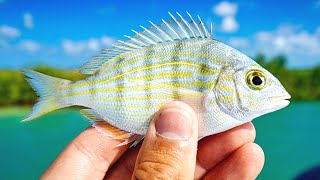 Fishing with Pinfish to Catch Big Redfish & Snook (New PB Inshore Slam)