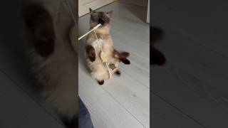 Когда купила игрушку для кошки, ожидание реальность #кот #cat #funny #рекомендации #shorts #animals