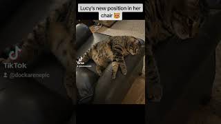 Lucy The Cat