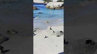 #penguin #penguins #shortsvideo #viral #viralvideo #viralshorts