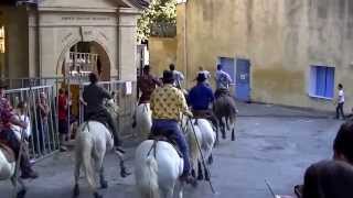 Taureaux Vers Pont du Gard 2013