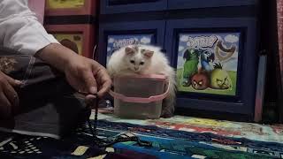 reaksi kucing lucu, mendengarkan orang mengaji