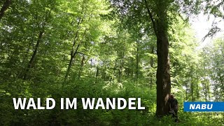 Ein Ansatz für den Wald im Wandel