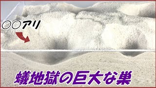 蟻戦争Ⅲ＃192 アリジゴクの巨大な巣に「意外なアリ」を落としたら、凄まじい姿になり果てた。編～Antlion and termites～