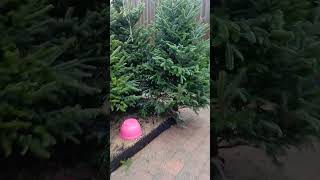 #looks Christmas tree #subscribers #everyone