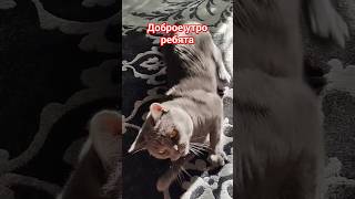 всём доброе утро #марсик #кот #cat #catlover #смешныекоты #catshorts #cats #юмор #comedyclub