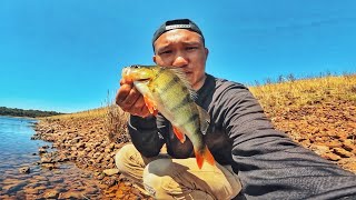 STONY CREEK RESERVOIR: THIS LURE IS THE BEST FOR SCOUTING NEW AREAS: REDFIN PERCH FISHING EP.48