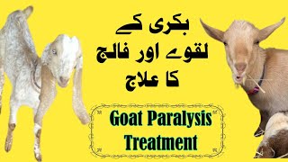 Weak Goat Treatment || Goat Paralysis Treatment || Bakri ka laqwa